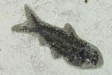 Fossil Fish (Diplomystus) - Green River Formation - Inch Layer #138608-2